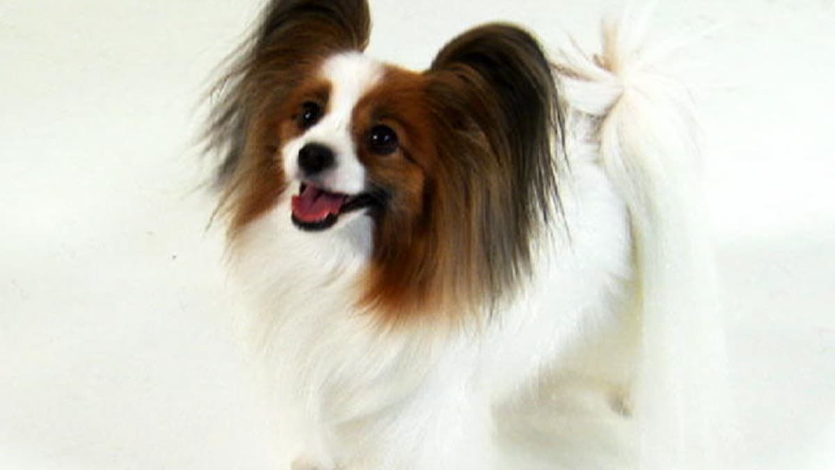Papillion Dogs 101 Animal