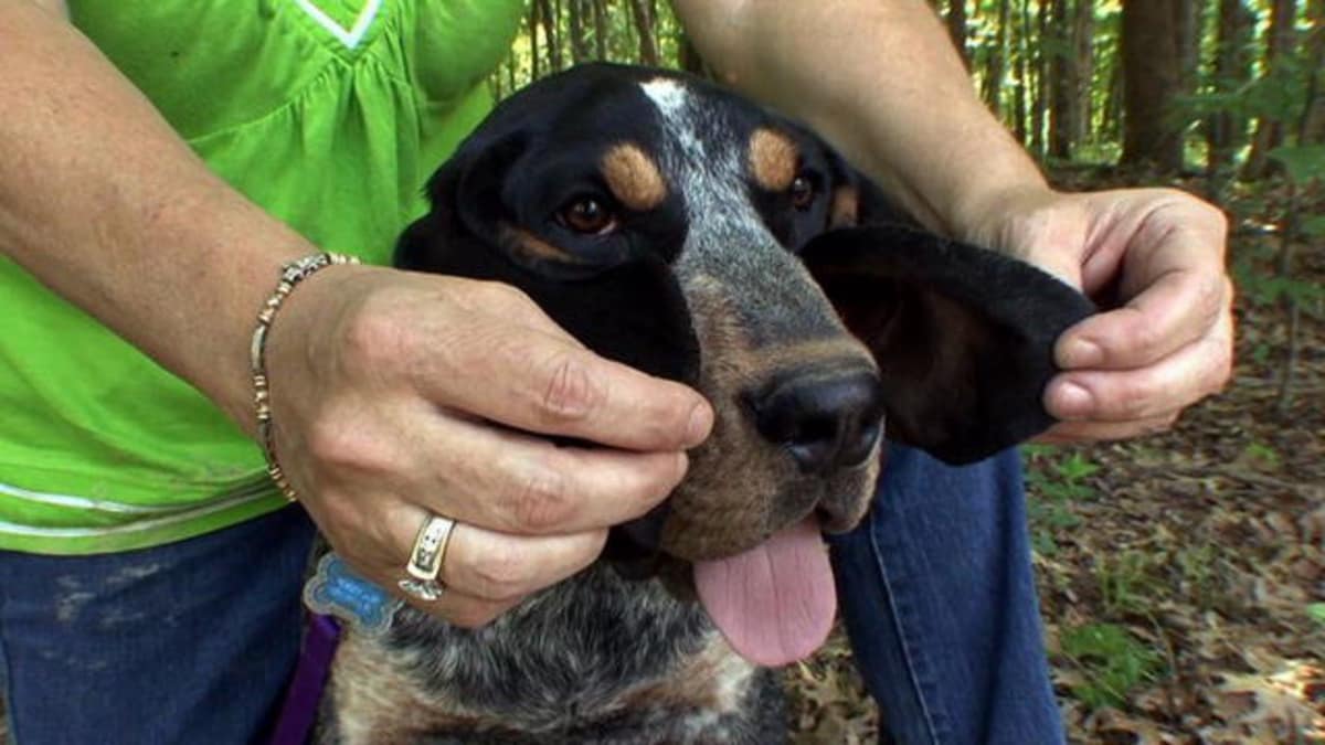 Bluetick Coonhound - Dogs 101 | Animal Planet