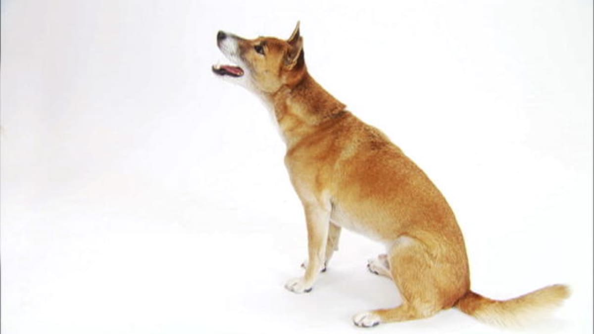 New Guinea Singing Dog Dogs 101 Animal
