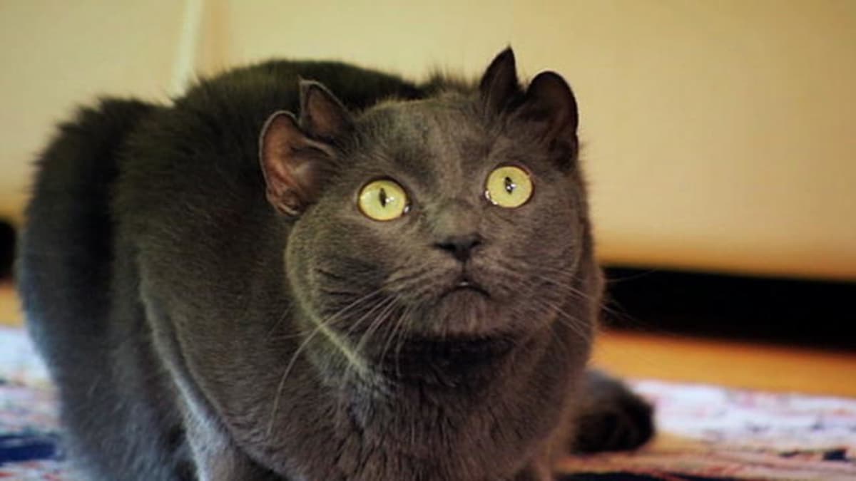 Кошка с четырьмя ушами