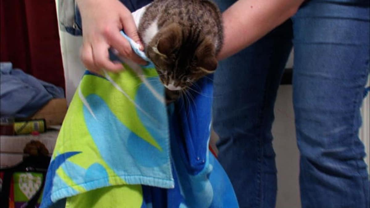 The "Burrito" Technique My Cat From Hell Animal