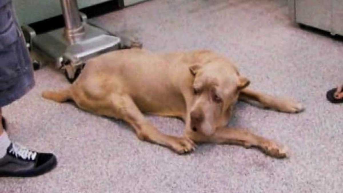 Animal Planet Pitbulls And Parolees