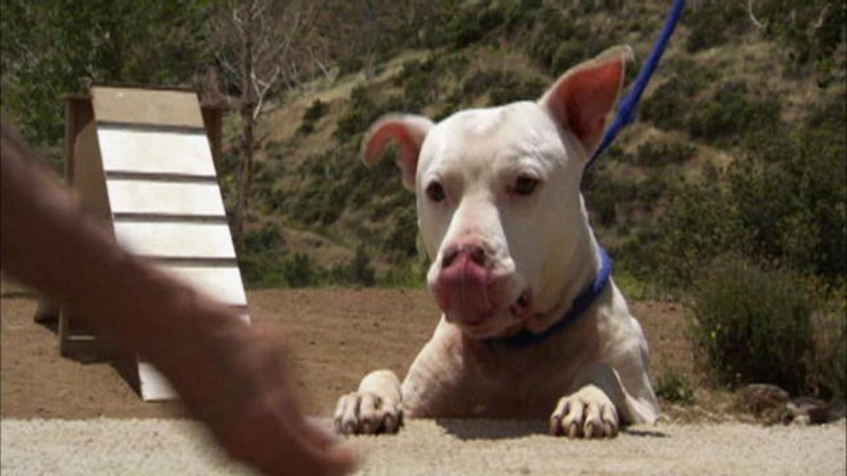 Animal Planet Pitbulls And Parolees