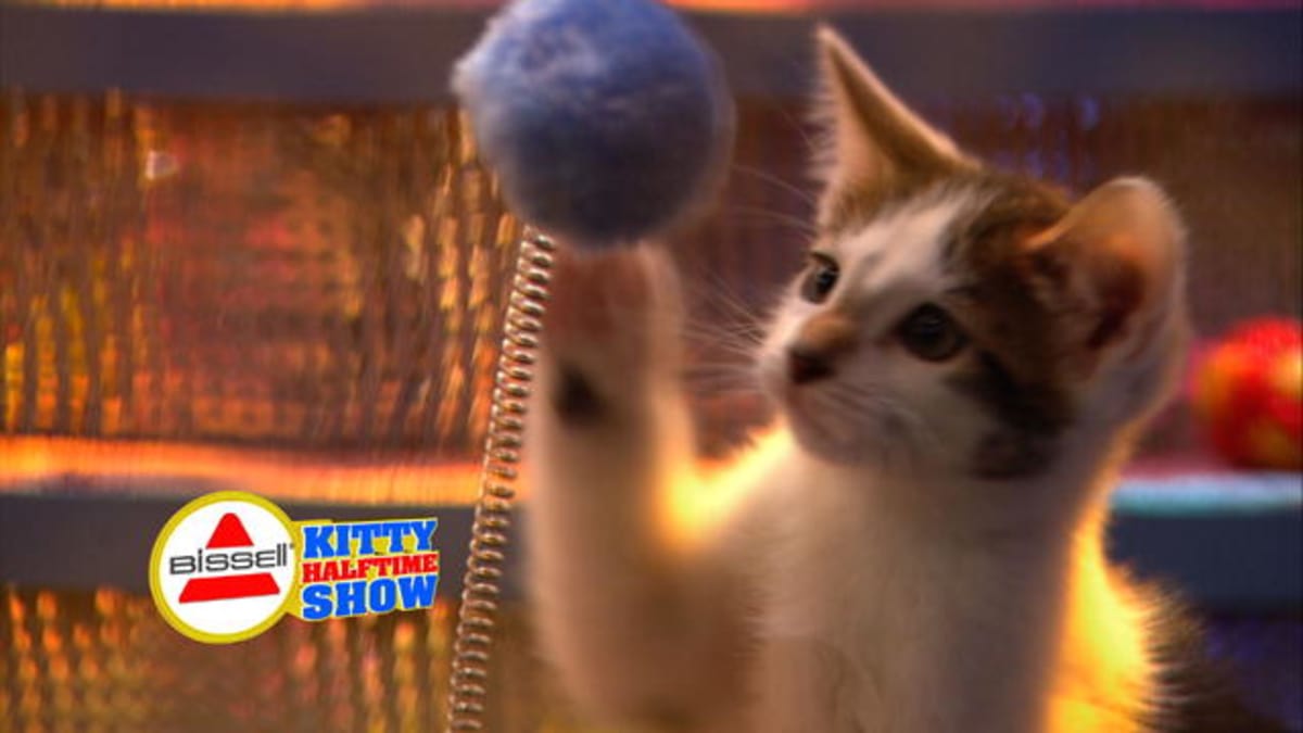 Kitty Halftime Show Puppy Bowl Animal