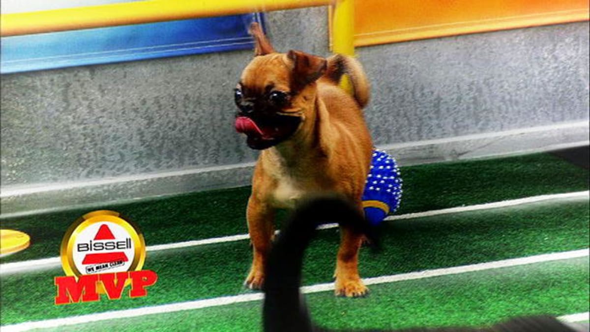 Puppy Bowl VI MVP Puppy Bowl Animal