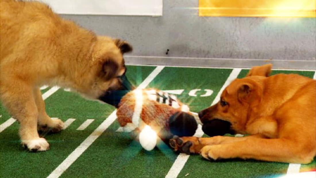 Puppy Bowl Watch Full Episodes & More! Animal