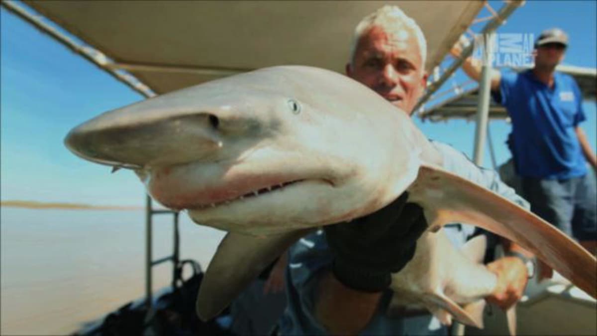 Rare Glyphis Shark Filmed - River Monsters | Animal Planet