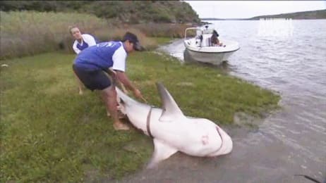 jeremy river wade biggest shark bull catches breede monster africa fish south monsters