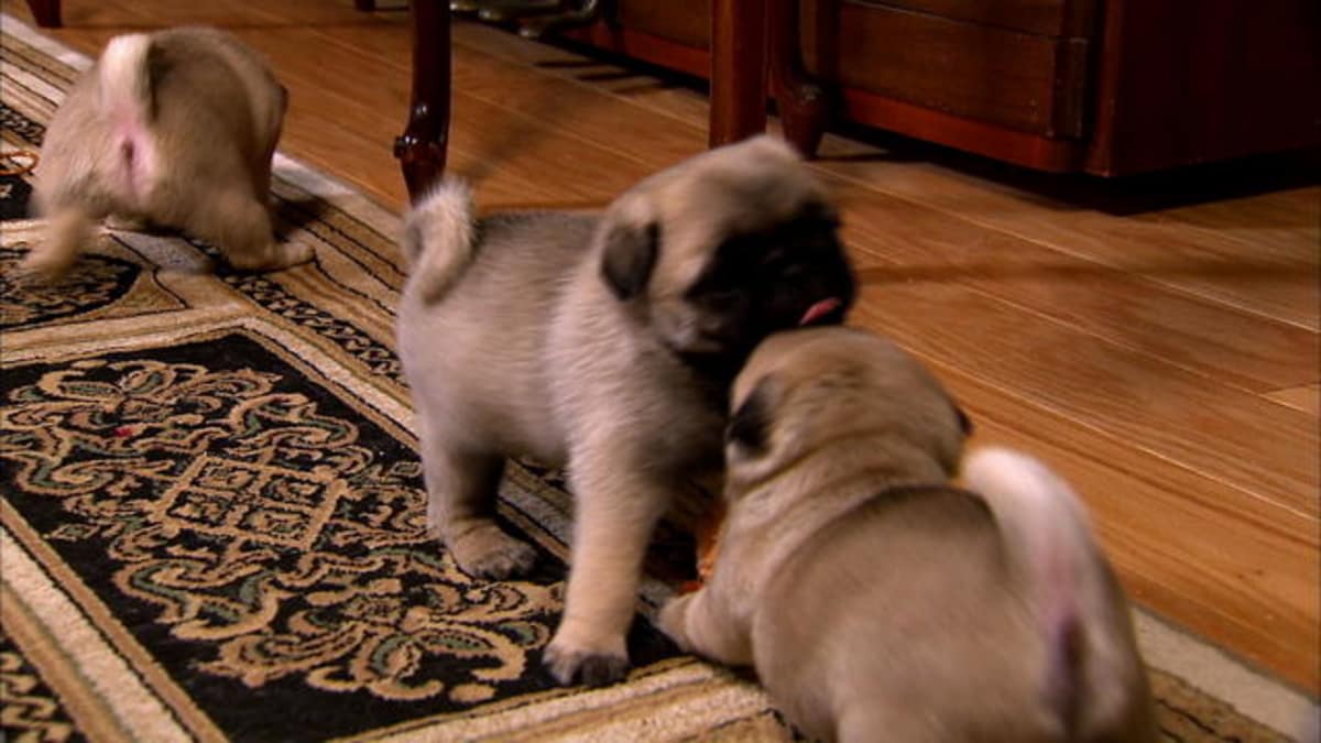 Puppy Pug Play Time - Too Cute! | Animal Planet