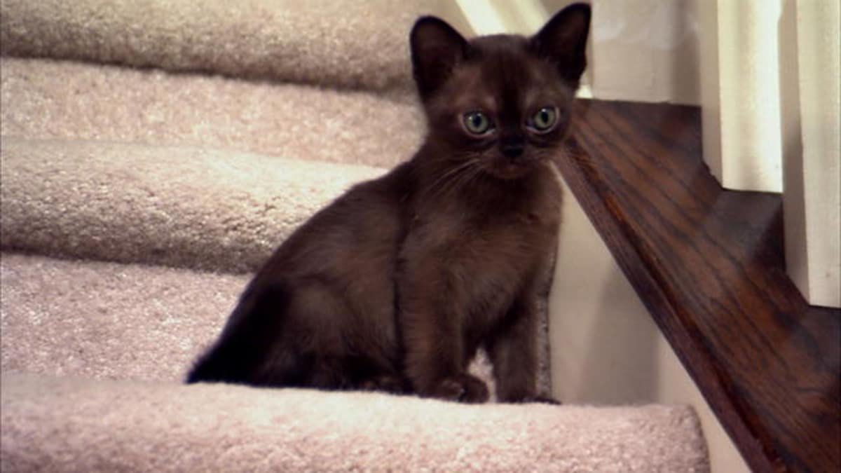 Baby Kittens Bound Up Stairs - Too Cute! | Animal Planet