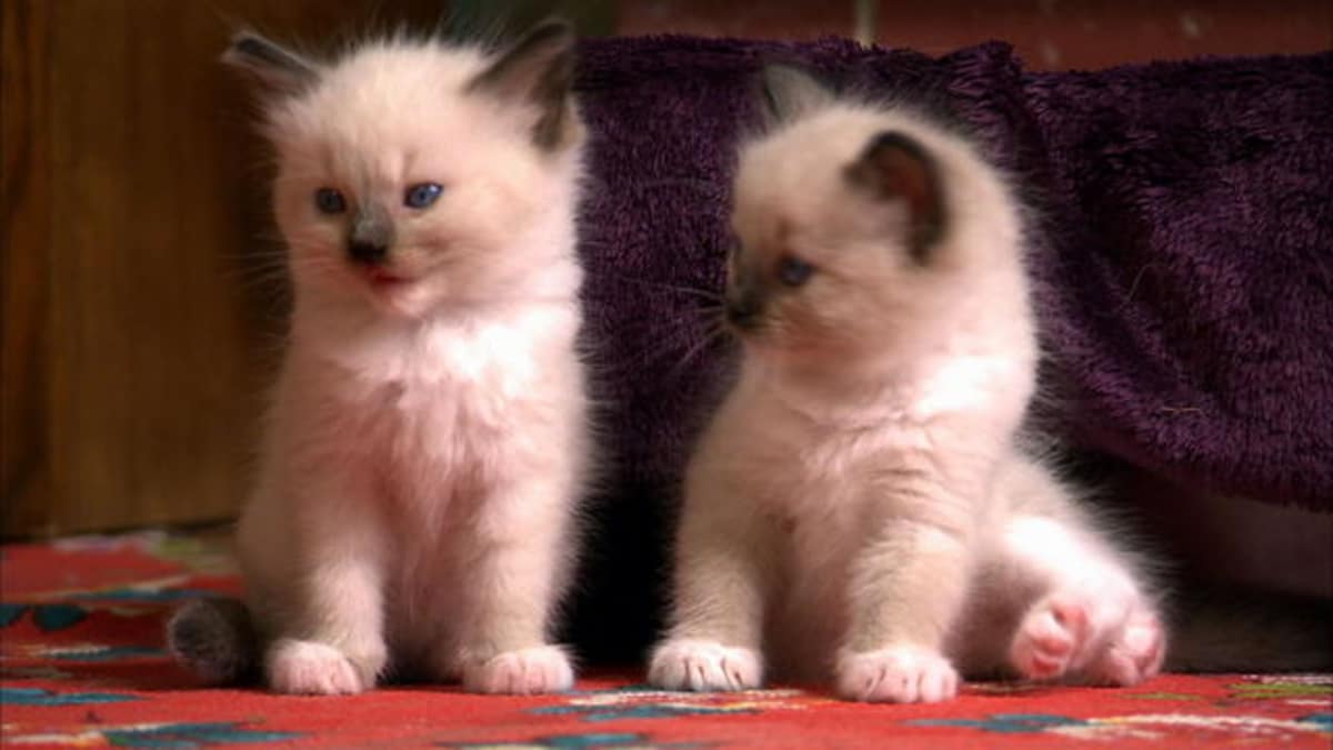 Play Time for Baby Kittens - Too Cute! | Animal Planet