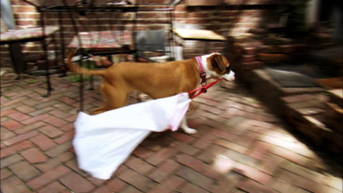 Dog Learns to Take Out the Trash - SuperFetch | Animal Planet