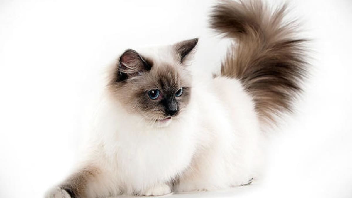 Ragdoll - Cats 101 | Animal Planet