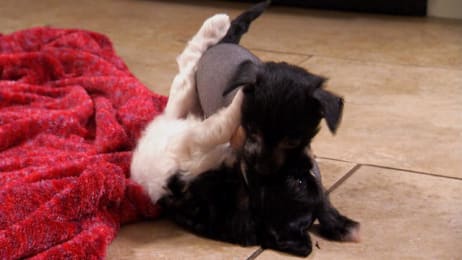 Too Cute Puppies 5 Cute Puppy Piles Too Cute Animal Planet