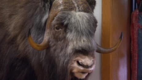 alaska wild west gun planet animal tv ox hoping musk arrives trade customer hair