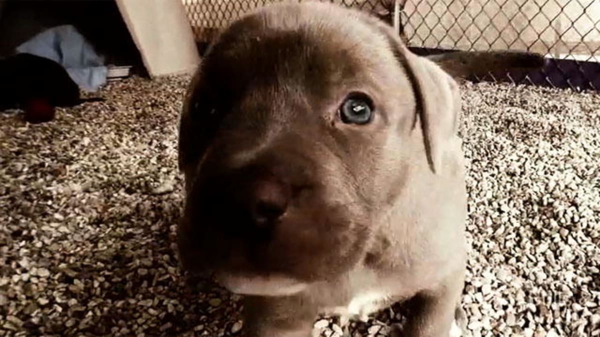 Pit Bulls & Parolees ROAR Pit Bulls & Parolees Animal