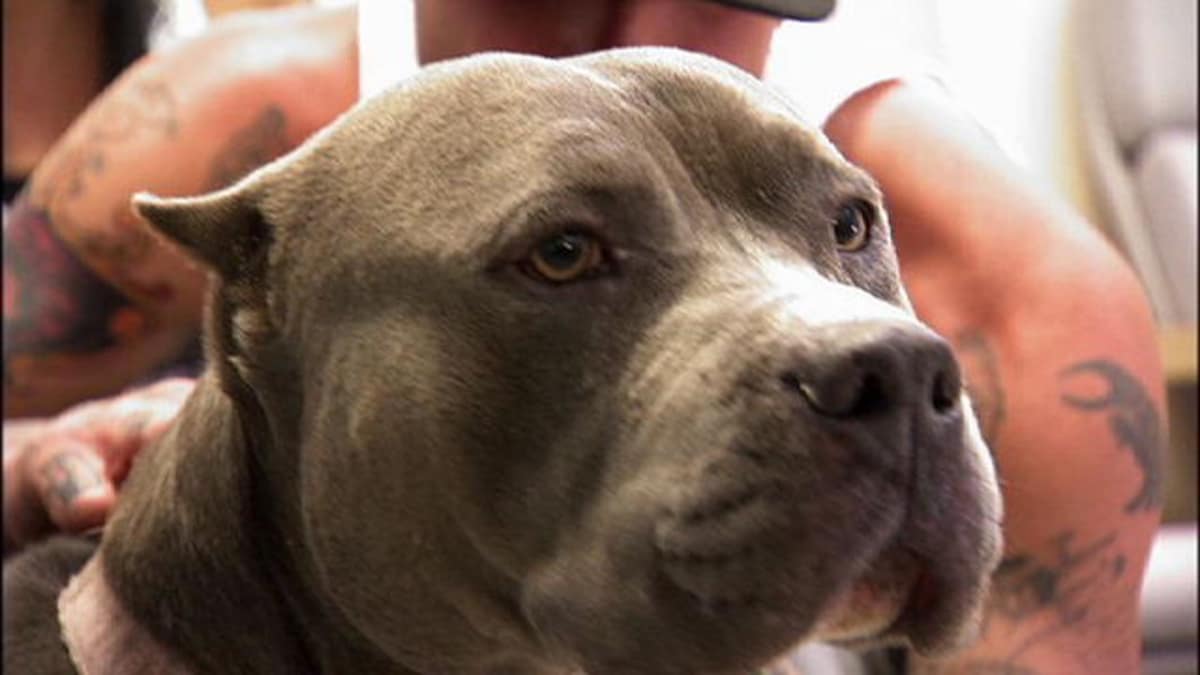 A Life in Danger - Pit Bulls & Parolees | Animal Planet