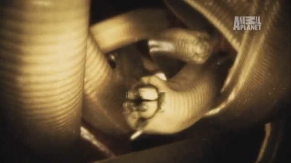 Worm In My Butt Monsters Inside Me Animal