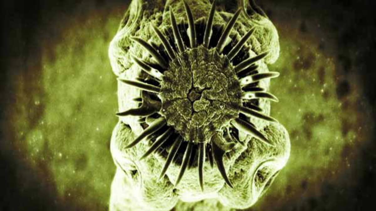 Pork Tapeworm Monsters Inside Me Animal
