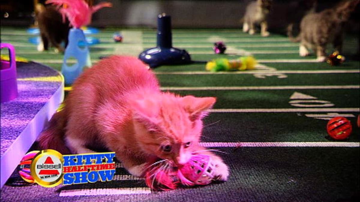Kitty Halftime Show Highlight Puppy Bowl Animal