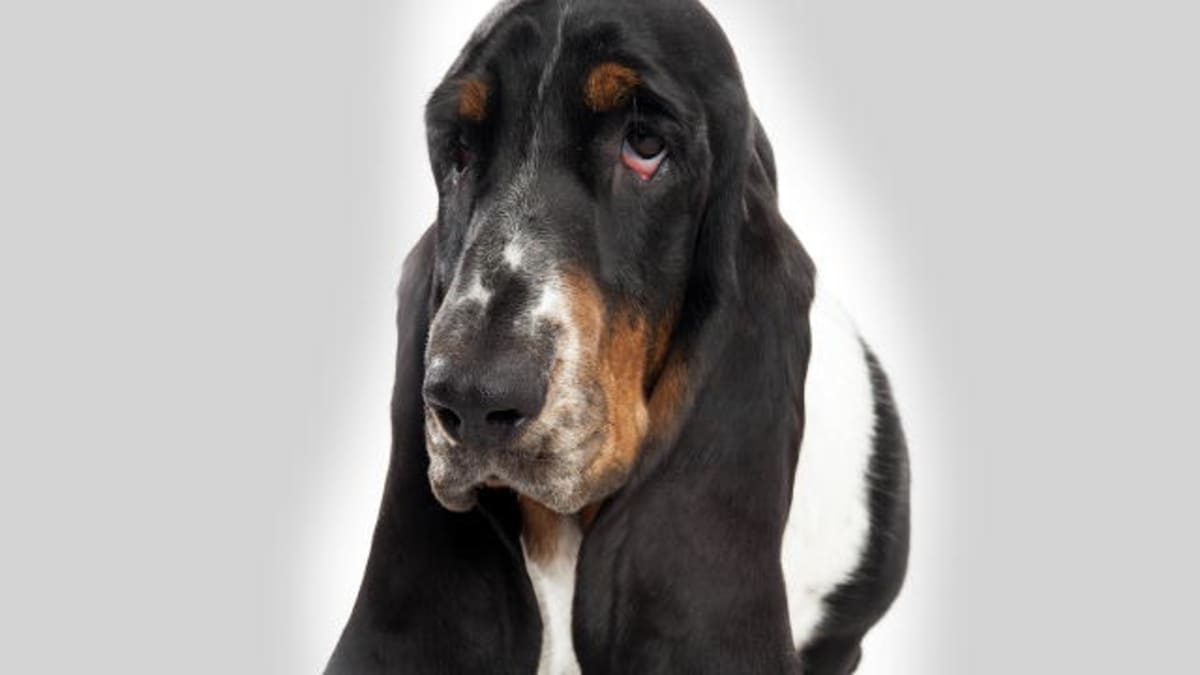 Basset Hound Dogs 101 Animal Planet