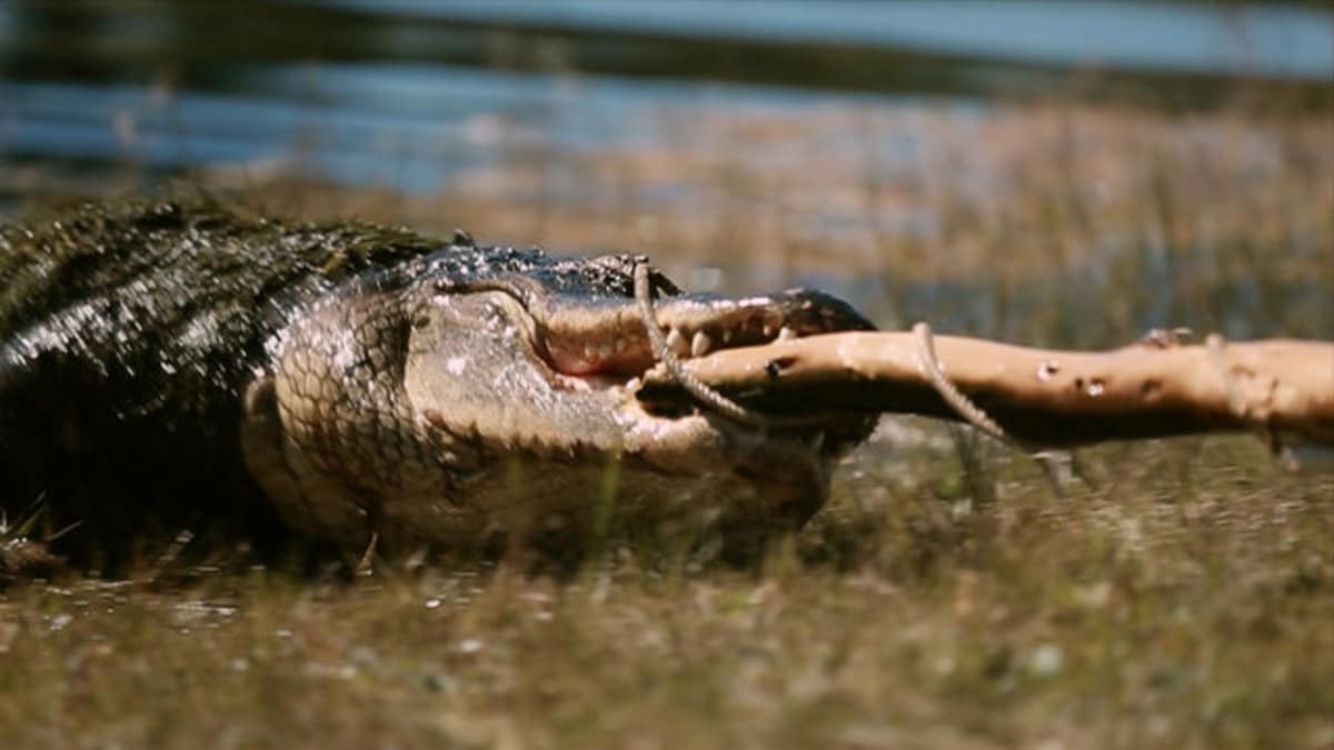 Caroline Goes on Her First Big Catch - Gator Boys | Animal Planet