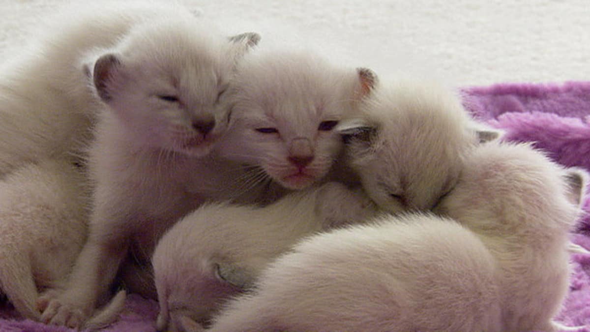 Is There Anything Cuter Than a Kitten's First Meow? - Too Cute