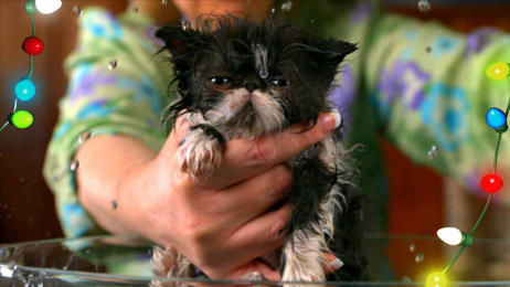 Cut And Dry Too Cute Animal Planet