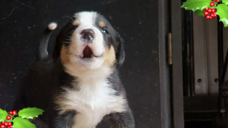 Short Legs No Problem Corgi Pups Learn To Climb Too Cute Animal Planet