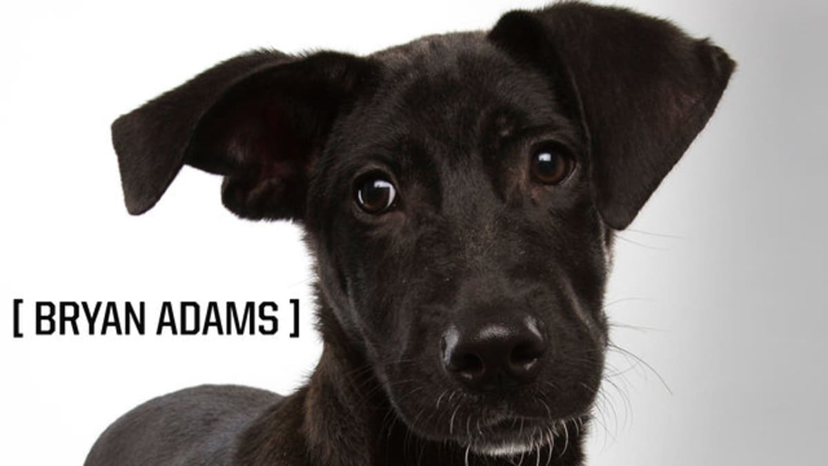 Bryan Adams Puppy Bowl Animal