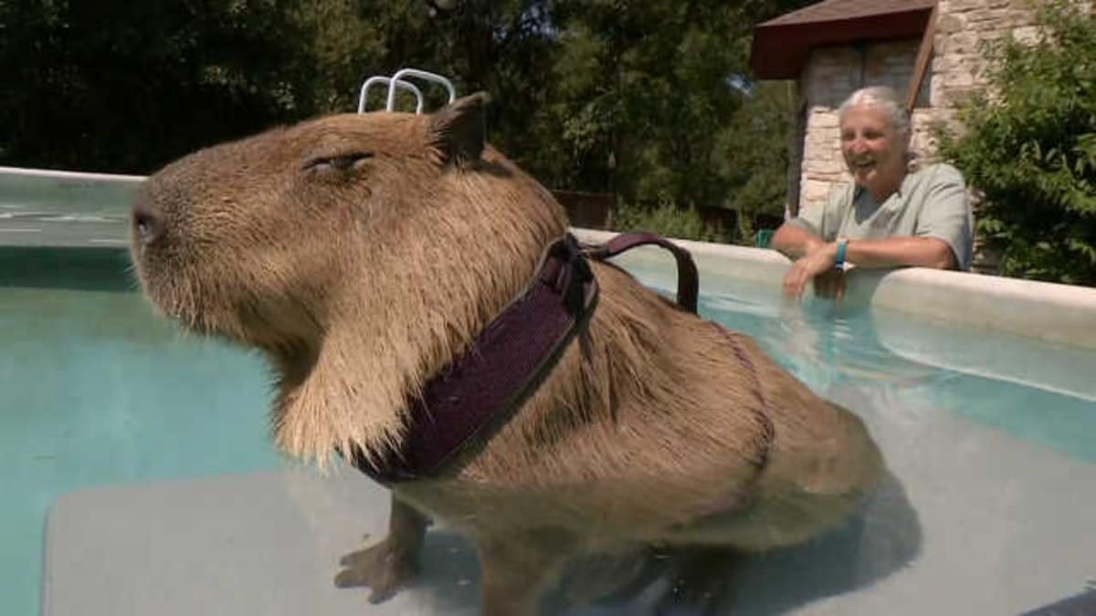 Gary the Capybara Put the 'Cute' In -- 'Rodent'? - Preposterous Pets