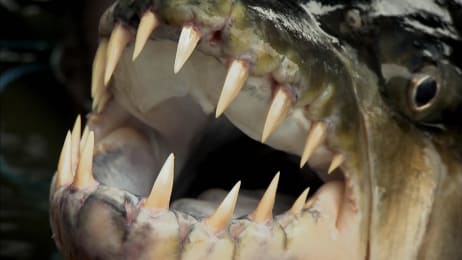 Legendary River Predators Up Close and Personal - River Monsters ...
