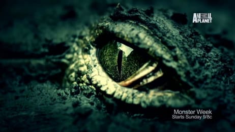 Costa Rica S Croc Bridge Does Not Disappoint Monster Favorites Animal Planet