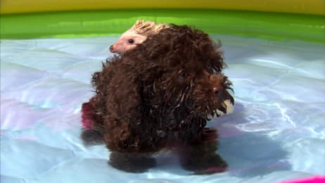 Too Cute! | Watch Full Episodes & More! - Animal Planet