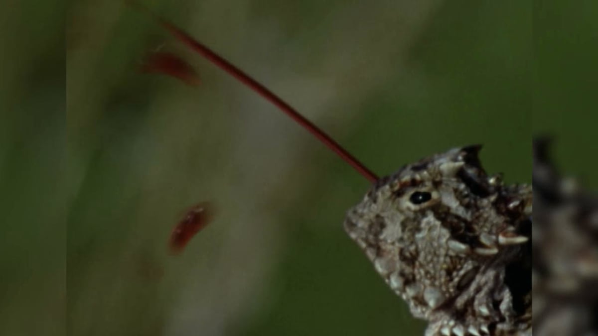 The Horned Lizard's Bloody Defense The Most Extreme Animal