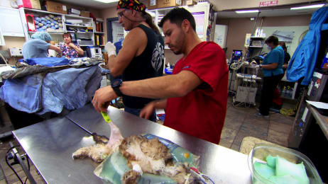 rocky dr jeff vet mountain hector animal planet dog cast magician surgical surgery loves technical challenge craft he choose board