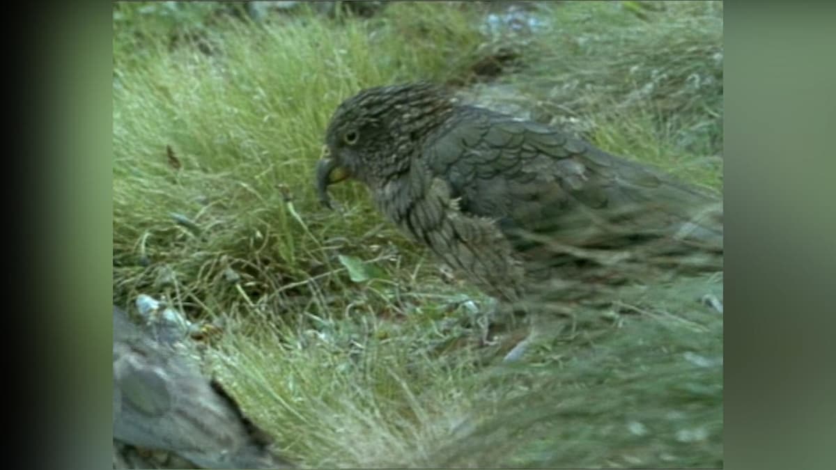 SheepEating Parrots The Most Extreme Animal