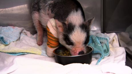 jeff dr tiny baier surgery cast pig planet animal vet rocky mountain delicate teeny perform micro team very