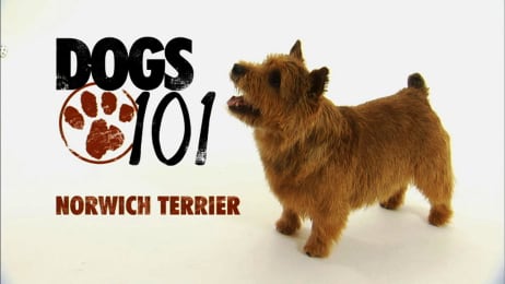 Dogs 101 Watch Full Episodes More Animal Planet