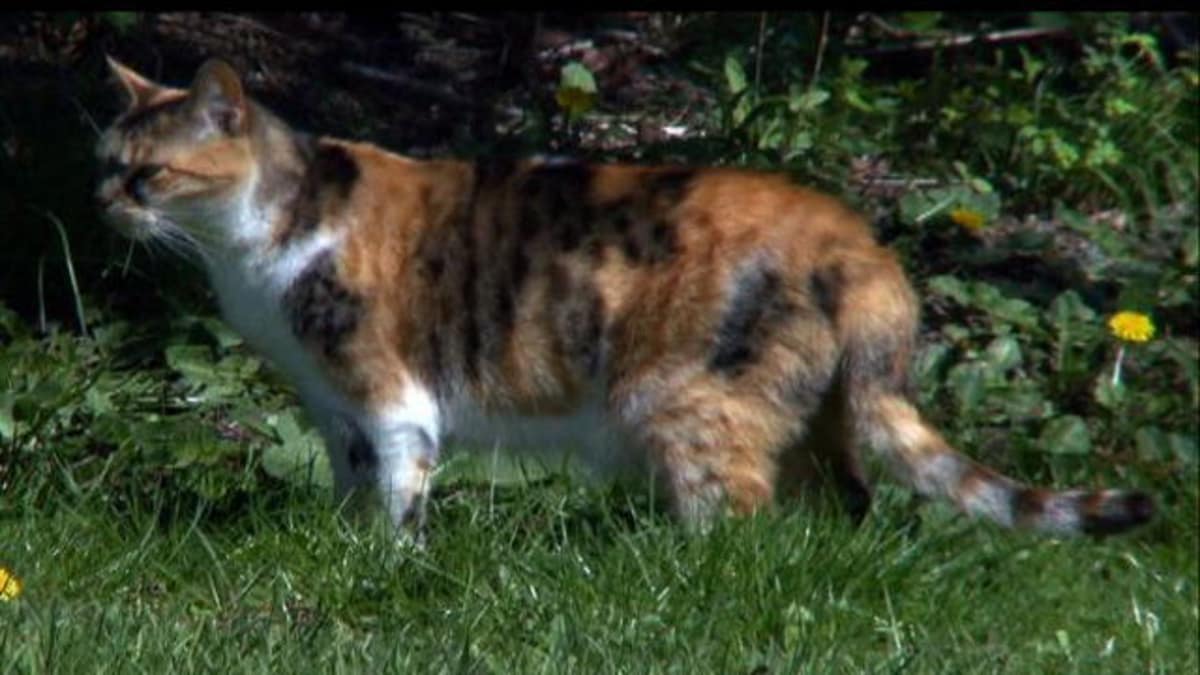 Domestic Shorthair - Cats 101 | Animal Planet