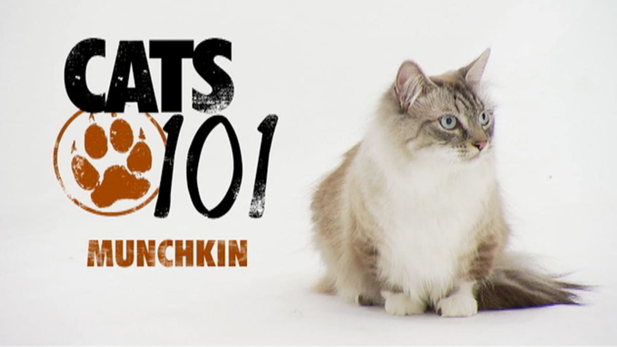 Munchkin Cats 101 Animal Planet