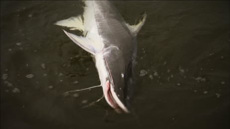 Fish Swims Up Urine Stream River Monsters Animal Planet