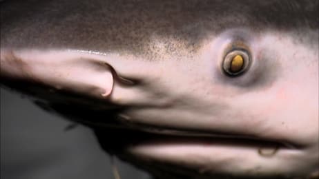 Fish Swims Up Urine Stream River Monsters Animal Planet