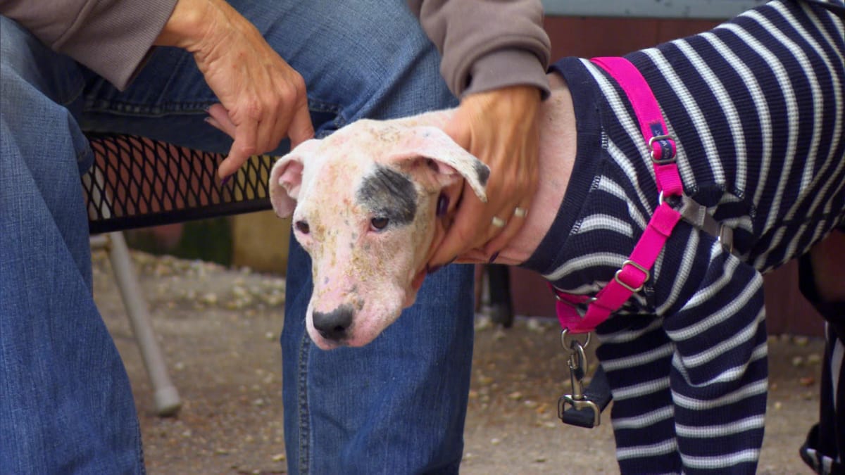 Animal Planet Pitbulls And Parolees