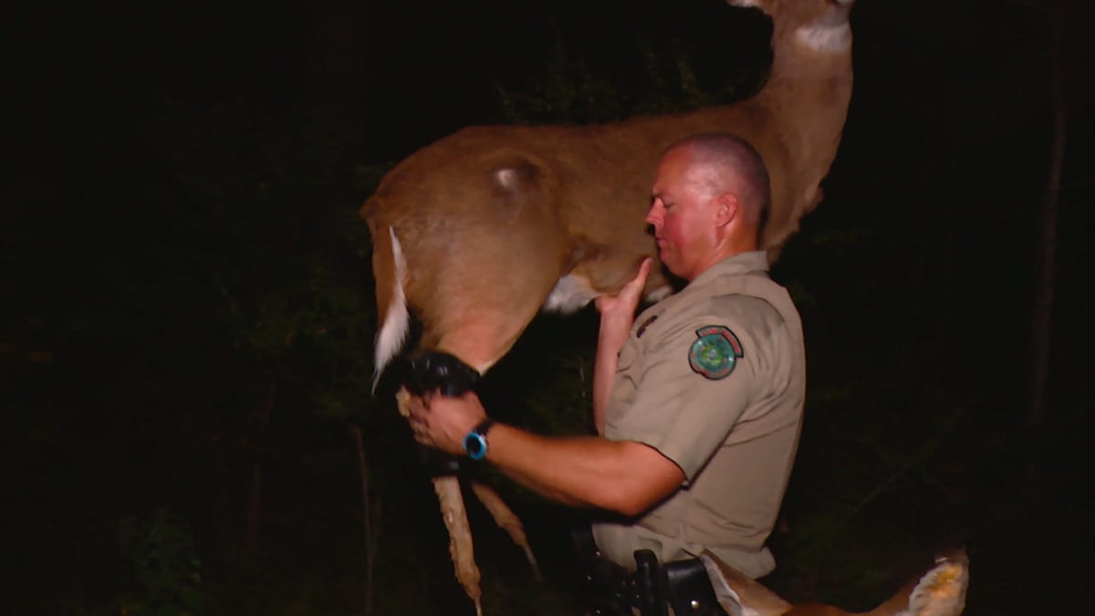 Mechanical Deer Decoys Lone Star Law Animal