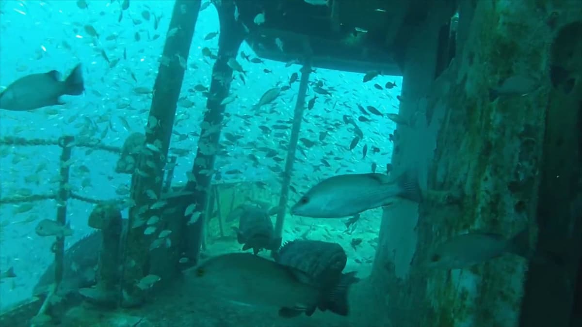 Sunken Ship Becomes an Artificial Reef - Tanked | Animal Planet