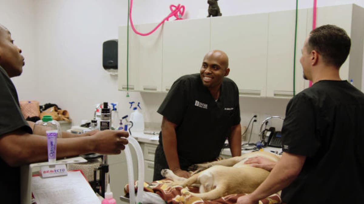 What Does It Mean to Be an African American Veterinarian? The Vet