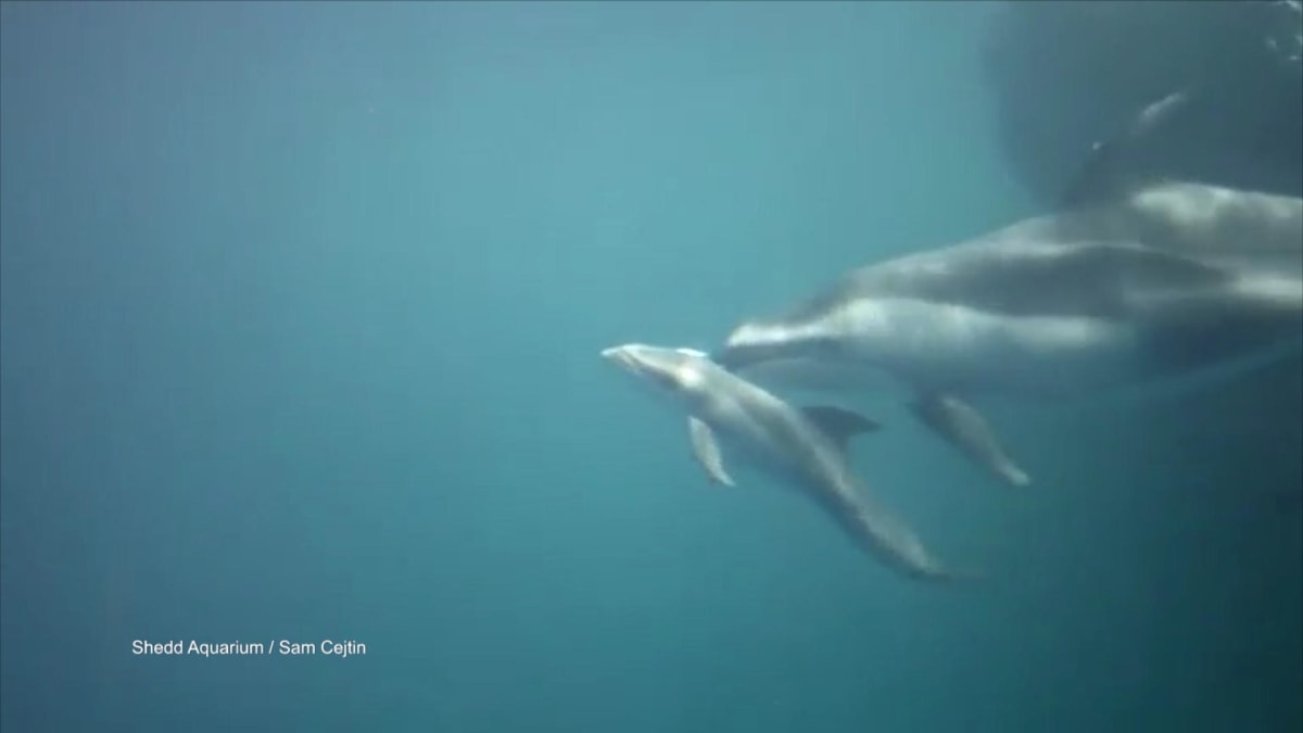 Rare Pacific Whiteside Dolphin Gives Birth DNews Daily Bite Animal