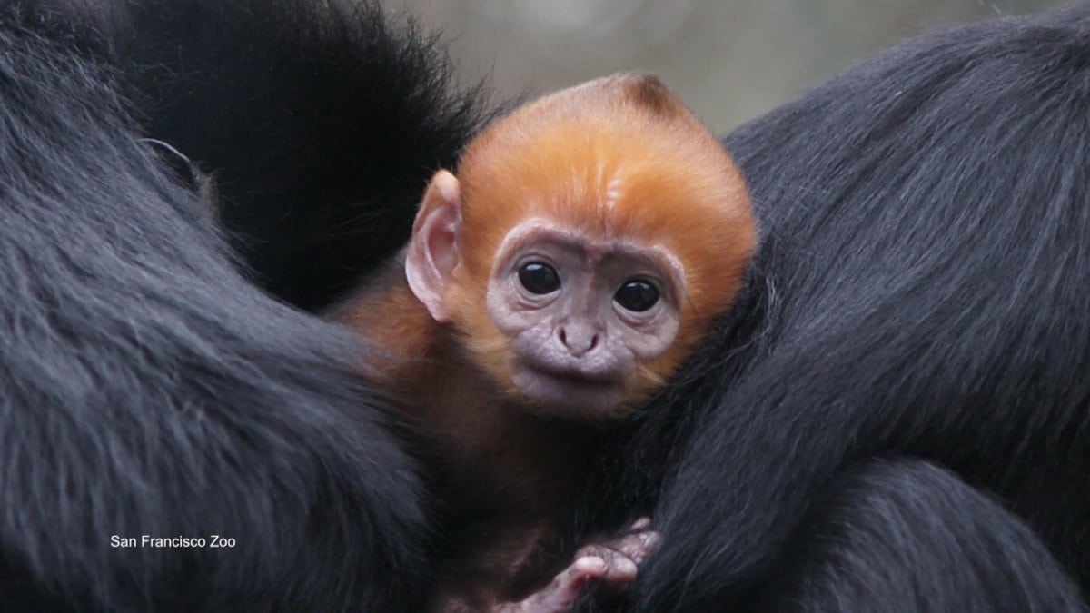 The Cutest Baby Monkey You'll Ever See - DNews Daily Bite | Animal Planet