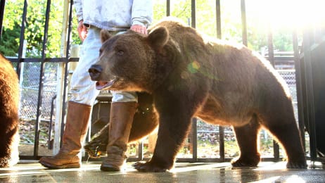 grizzly survive handler grizzlies captive jeff